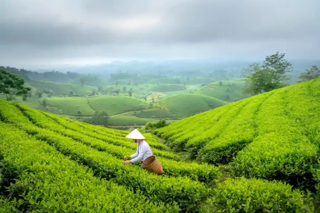 A woman harvesting green tea leaves in a lush plantation in Hanoi, Vietnam, showcasing the traditional process of picking fresh tea leaves.
