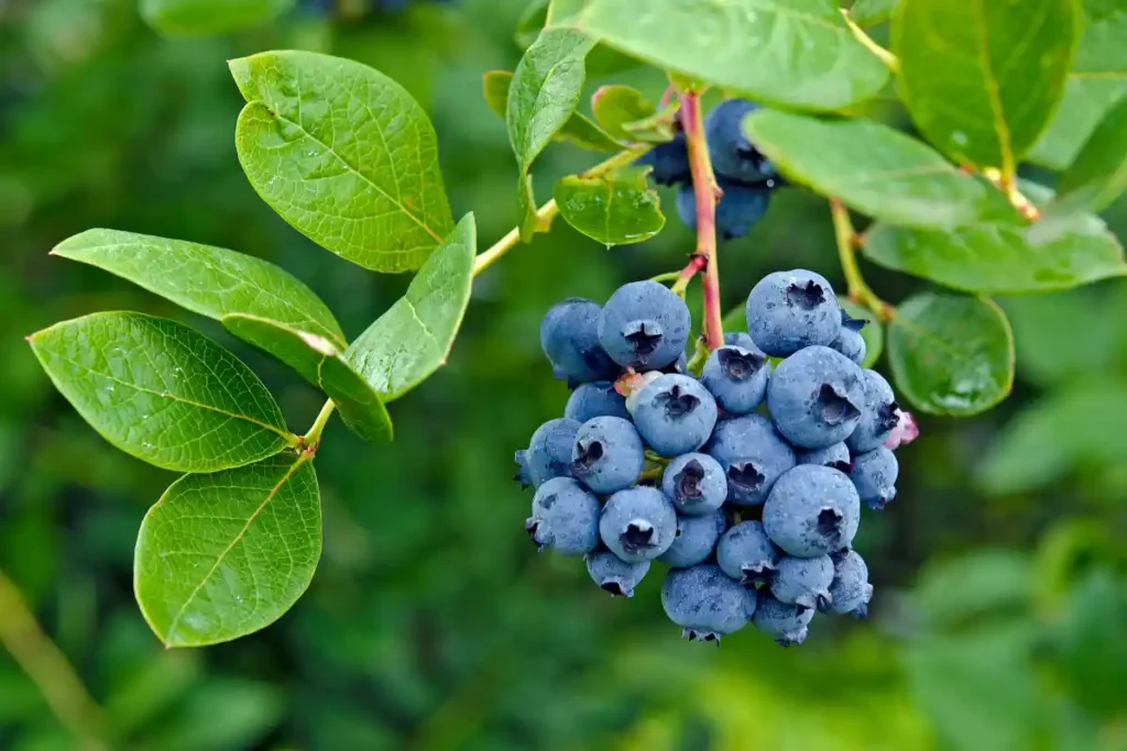 Fresh, ripe blueberries hanging from a blueberry bush, ready for harvest.